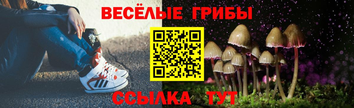 Псилоцибиновые грибы Psilocybe Нижнеудинск